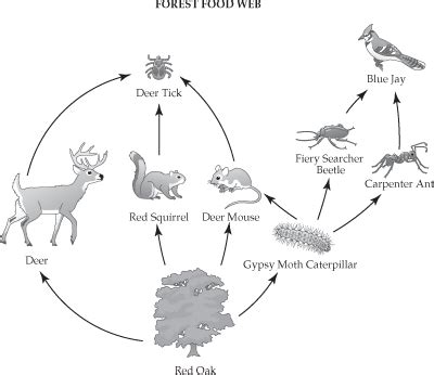 continental chain red deer.